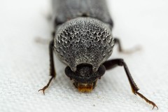 Apatides fortis