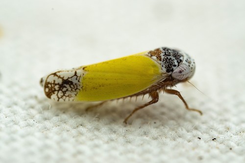 Norvellina bicolorata