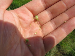 Carex tribuloides sangamonensis