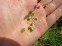 Carex tribuloides sangamonensis