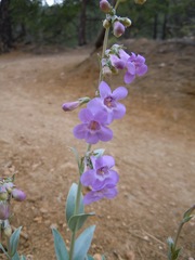 Penstemon secundiflorus