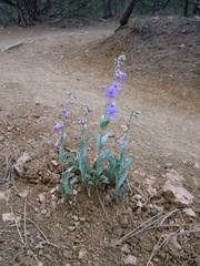 Penstemon secundiflorus