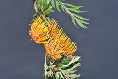 Grevillea robusta