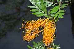 Grevillea robusta