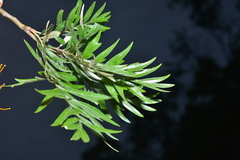 Grevillea robusta