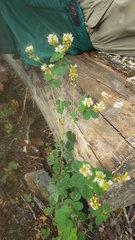 Lespedeza hirta hirta