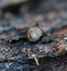 Paralaoma hobarti