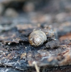 Paralaoma hobarti