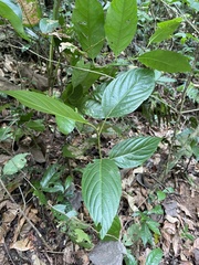 Colubrina arborescens