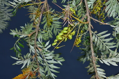 Grevillea robusta