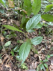 Colubrina arborescens