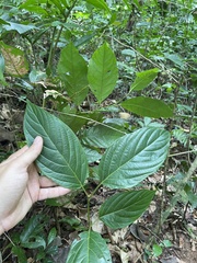 Colubrina arborescens