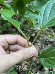Colubrina arborescens