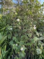 Abutilon × hybridum