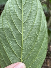 Colubrina arborescens
