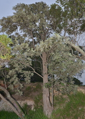 Grevillea robusta