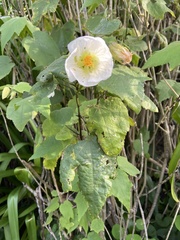 Abutilon × hybridum
