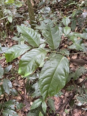 Prunus occidentalis