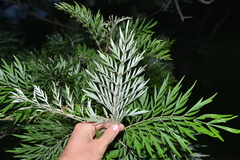Grevillea robusta
