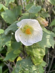 Abutilon × hybridum