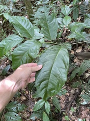 Prunus occidentalis