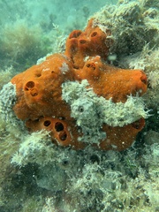 Tedania ignis