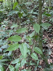 Smilax domingensis