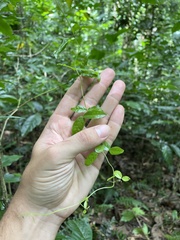 Bignonia aequinoctialis