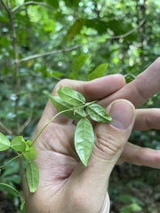 Bignonia aequinoctialis
