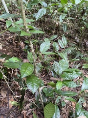 Bignonia aequinoctialis