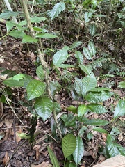 Bignonia aequinoctialis