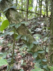 Bignonia aequinoctialis