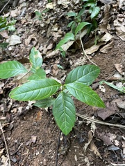 Citharexylum spinosum