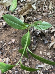 Citharexylum spinosum