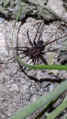 Anachemmis