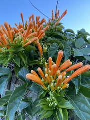 Pyrostegia