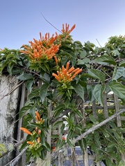 Pyrostegia