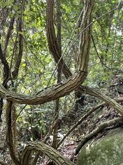 Trichostigma octandrum