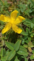 Hymenoptera