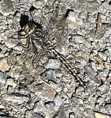 Gomphaeschna furcillata