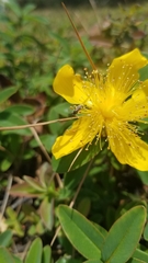 Hymenoptera
