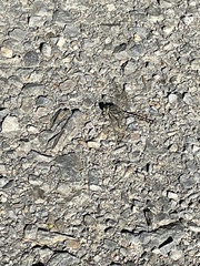 Gomphaeschna furcillata