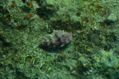 Drupella cornus