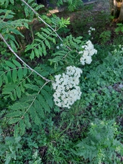 Sorbus aucuparia