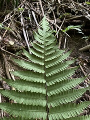 Diplazium striatum