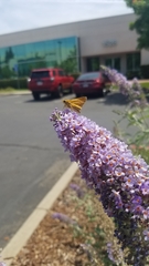 Hylephila phyleus