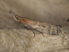 Lipographis truncatella