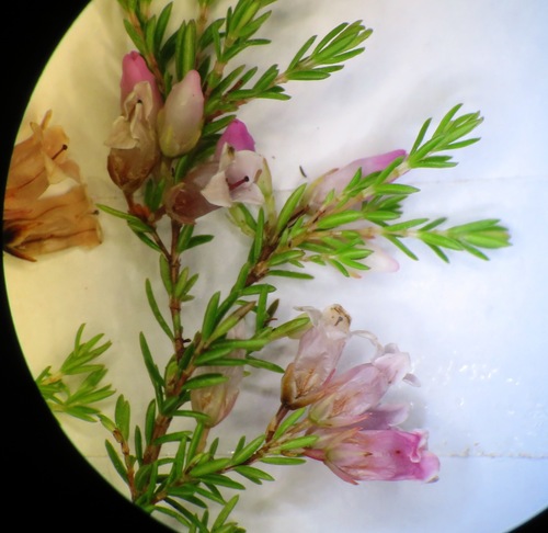Image of Milkflower Heath by (c) linkie, some rights reserved (CC BY)