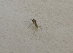 Diptera
