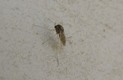 Diptera